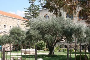 Lebanon Tree